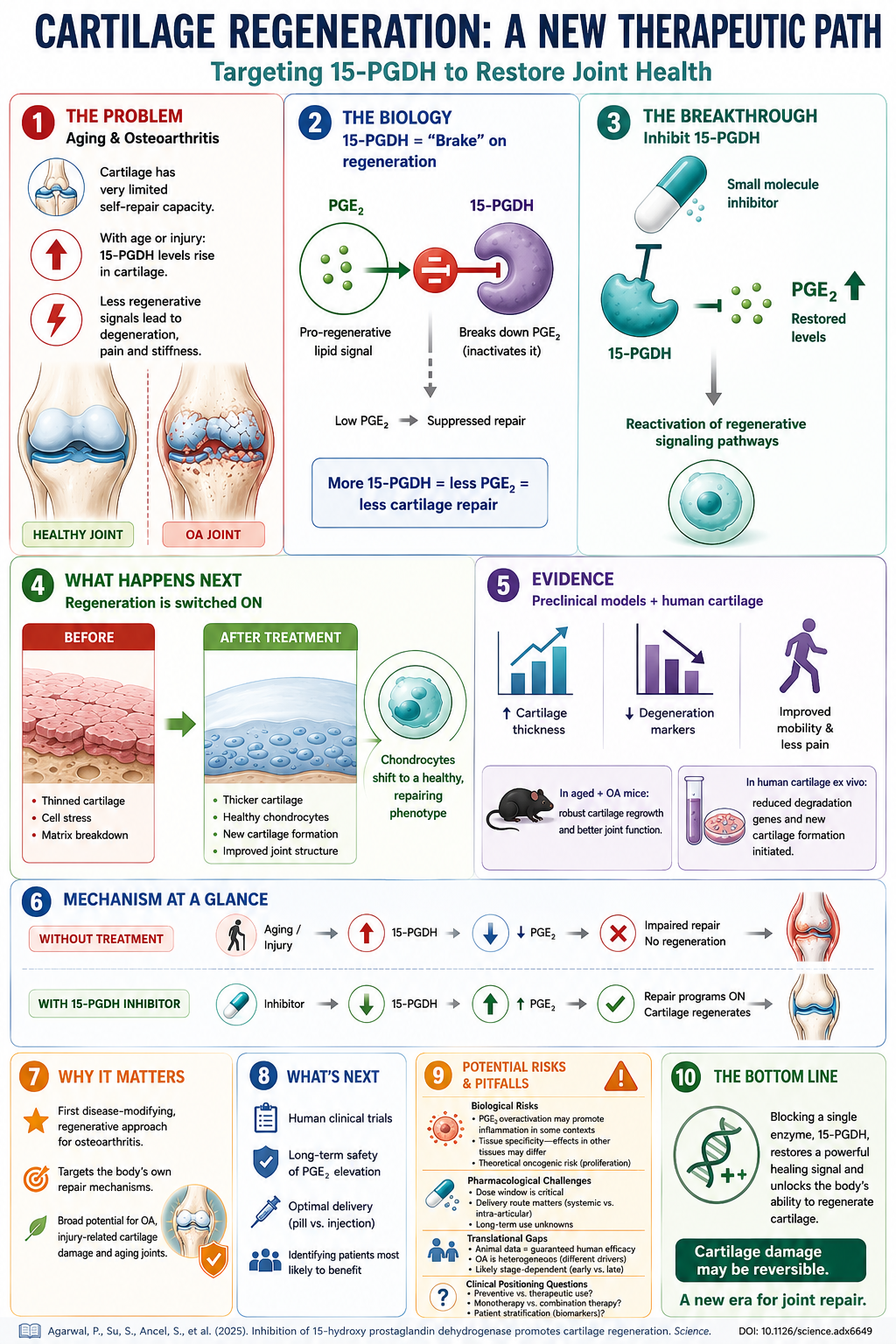 Cartilage Regeneration: A New Therapeutic Path — targeting 15-PGDH to restore joint health. Agarwal, Su, Ancel et al., Science 2025/2026.